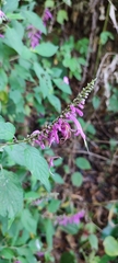 Salvia iodantha