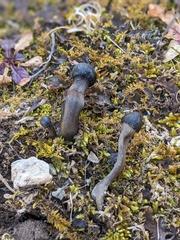 Tolypocladium longisegmentatum