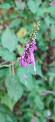 Salvia iodantha