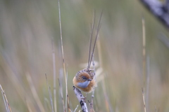 Stipiturus malachurus