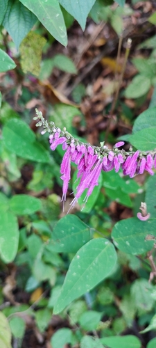 Image of Salvia iodantha by no rights reserved