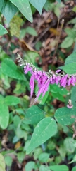 Salvia iodantha
