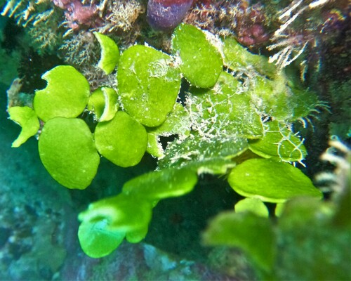 Image of Halimeda discoidea by (c) Alberto Alcalá, some rights reserved (CC BY)