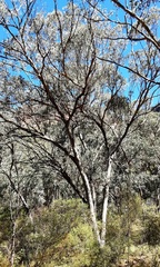 Eucalyptus albens