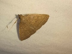 Zanclognatha marcidilinea