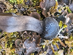 Tolypocladium longisegmentatum