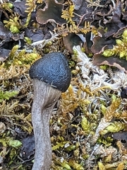 Tolypocladium longisegmentatum