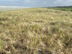 Erigeron sumatrensis