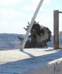 Corvus cornix