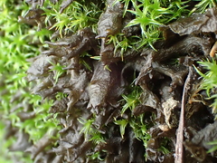 Scytinium palmatum