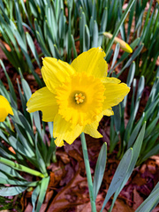 Narcissus pseudonarcissus