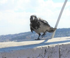 Corvus cornix