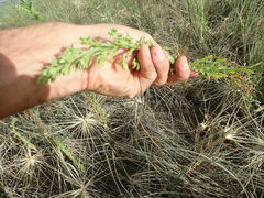 Erigeron sumatrensis