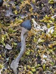 Tolypocladium longisegmentatum