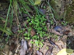 Lagenophora strangulata