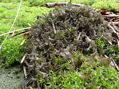 Scytinium palmatum