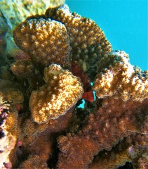 Cirrhitichthys oxycephalus