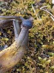 Tolypocladium longisegmentatum