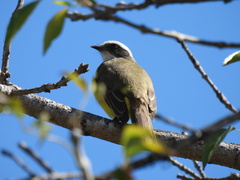 Myiozetetes similis