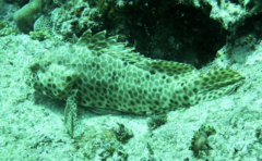 Epinephelus
