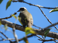 Myiozetetes similis