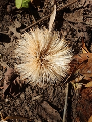 Pseudobombax septenatum