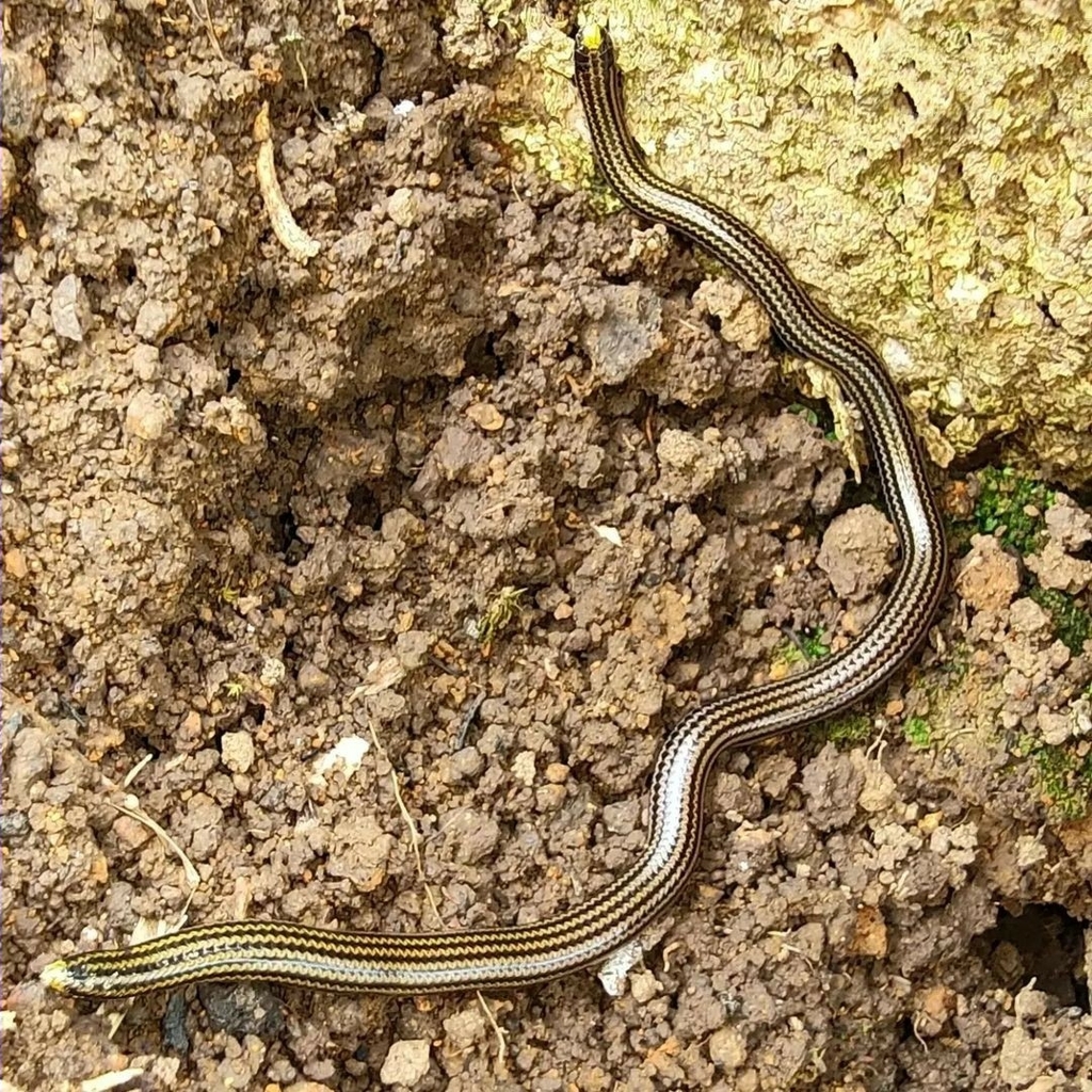 Epictia vonmayi