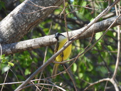 Myiozetetes similis