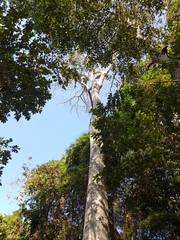 Pseudobombax septenatum