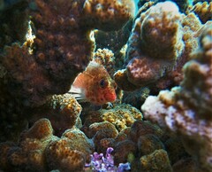 Cirrhitichthys oxycephalus