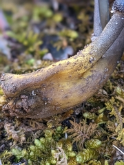 Tolypocladium longisegmentatum