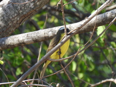 Myiozetetes similis
