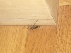 Leptoglossus occidentalis