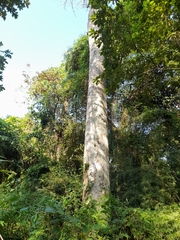 Pseudobombax septenatum