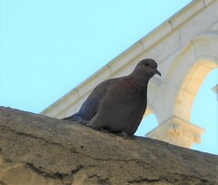 Streptopelia senegalensis