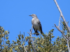 Mimus polyglottos