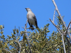 Mimus polyglottos