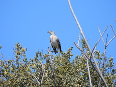 Mimus polyglottos
