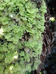 Hypnodendron
