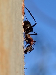Myrmophyma