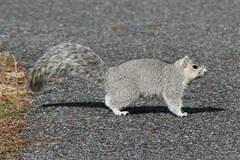 Sciurus niger cinereus