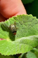 Doryphorina