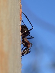 Myrmophyma