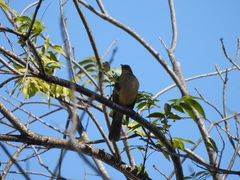 Turdus grayi