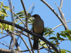 Turdus grayi