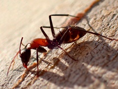 Myrmophyma