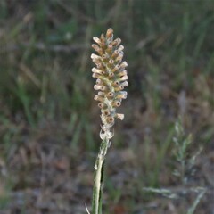 Pterocaulon virgatum