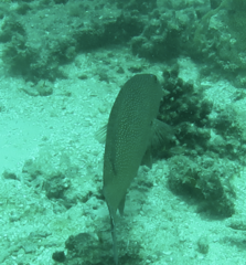 Plectropomus leopardus