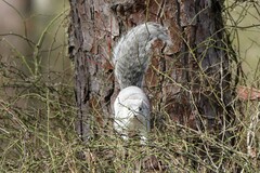 Sciurus niger cinereus