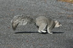 Sciurus niger cinereus